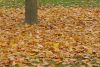 Filename=20071111_Ruduo_5.JPG
Filesize=324KB
Dimensions=1147x777
Date added=Nov 15, 2007 20071111_Ruduo_5.JPG